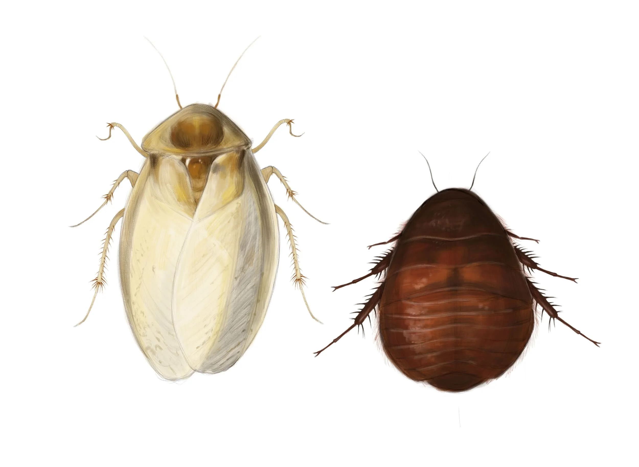 bug2-min.jpg