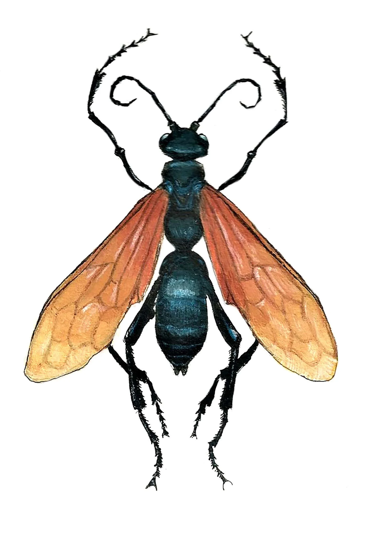 tarantulahawkwaspjpeg-min.jpg