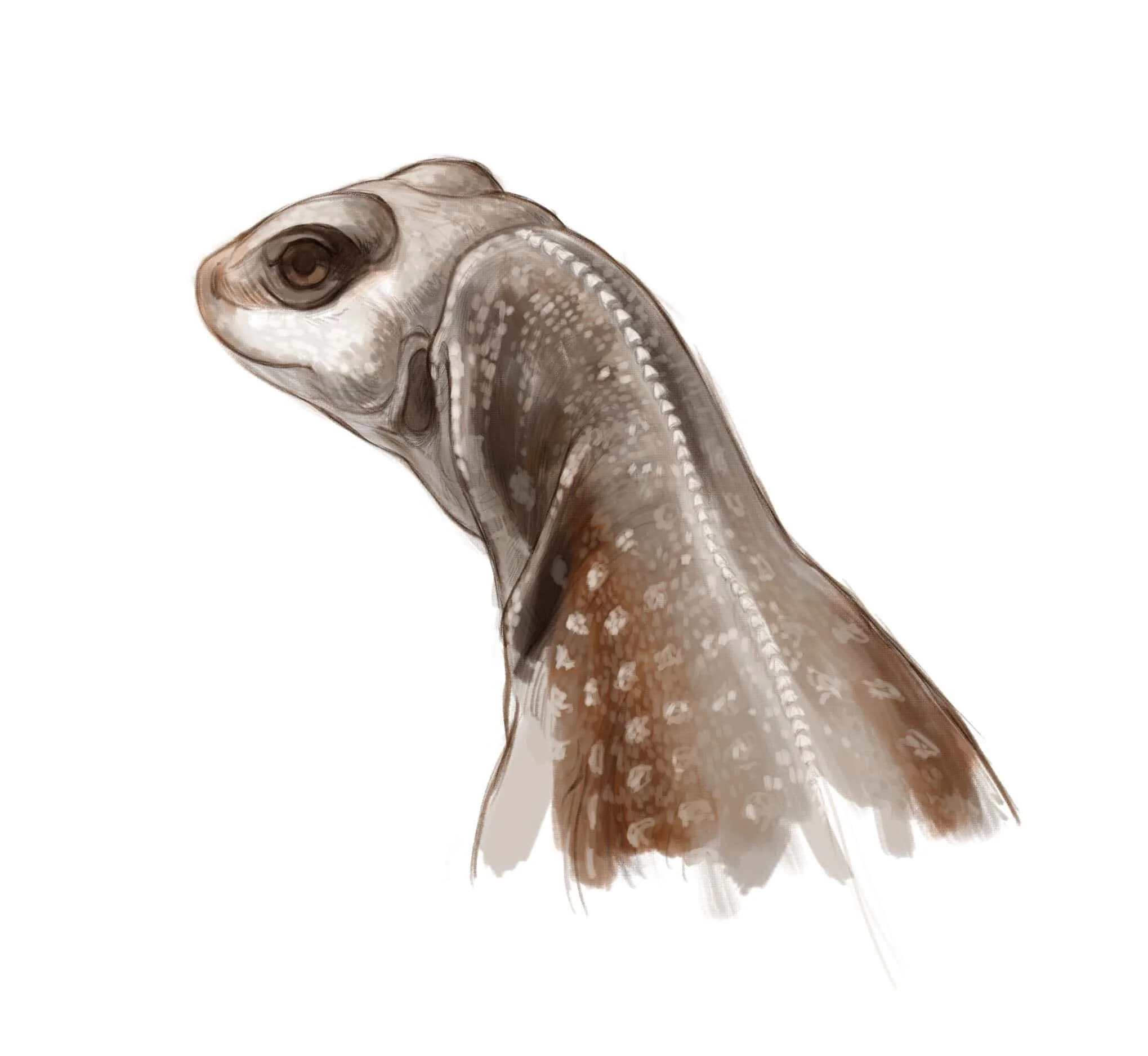 iguanascales-min.jpg