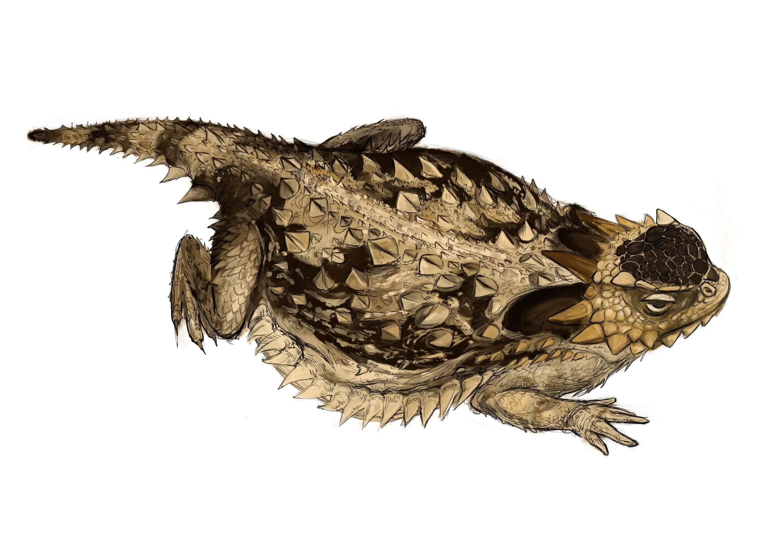 horny+toad-min.jpg