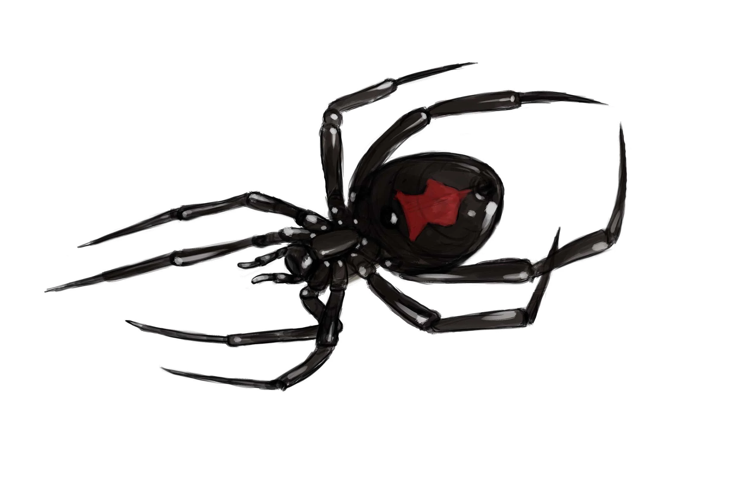 blackwidow-min.jpg