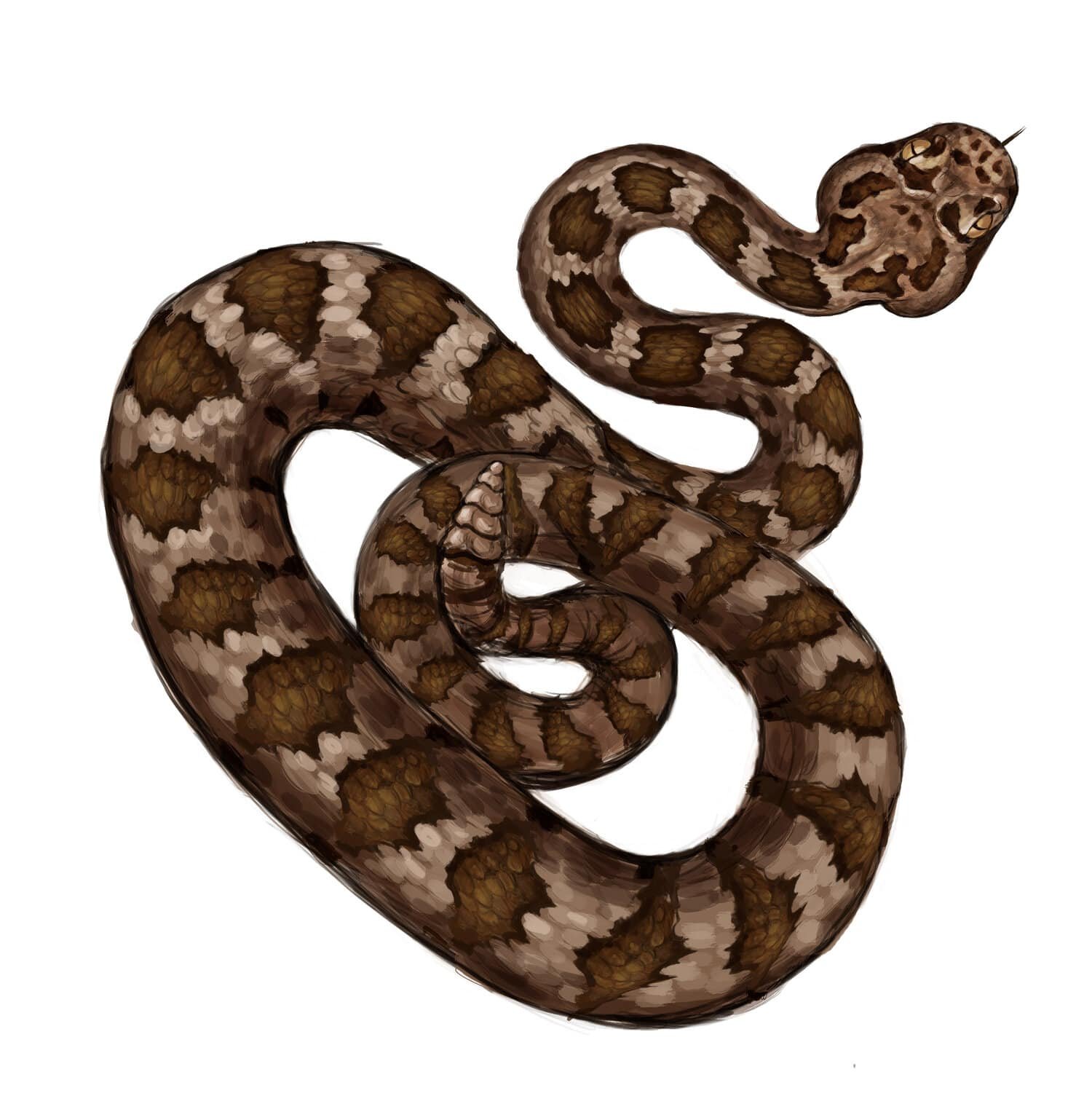 rattle+snake-min.jpg
