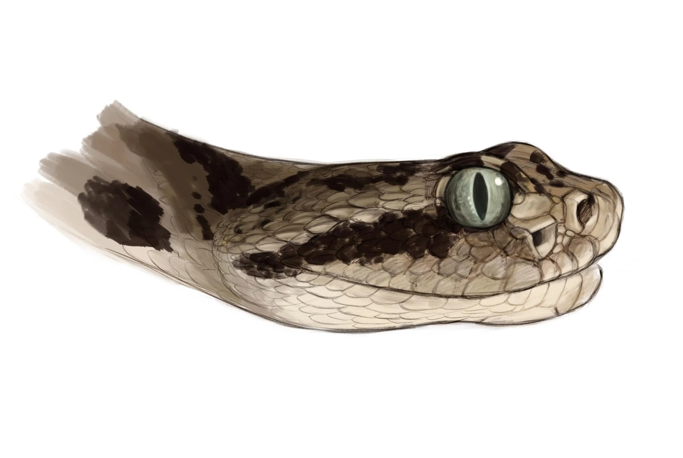 rattleside-min.jpg