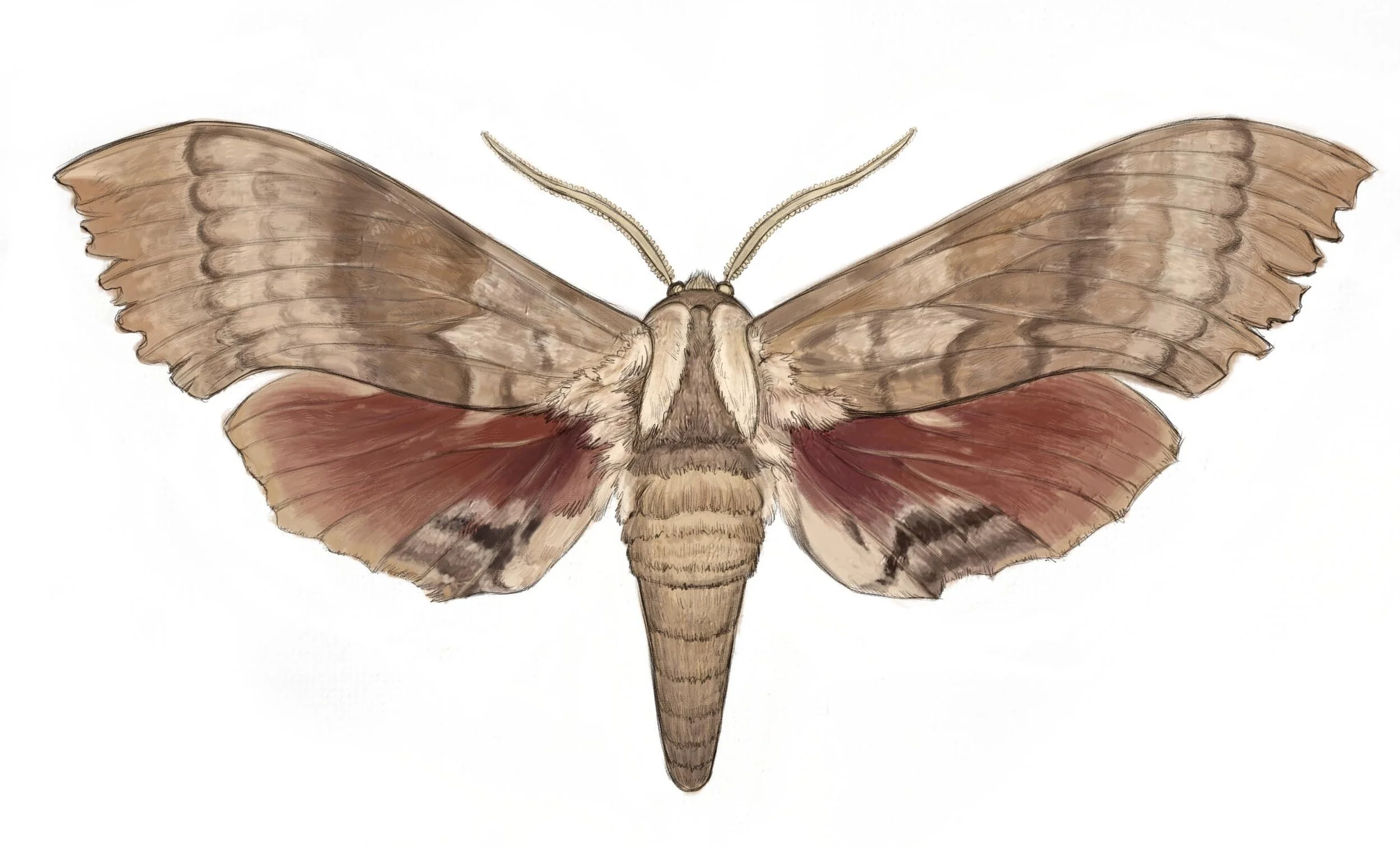 mothjpeg-min.jpg