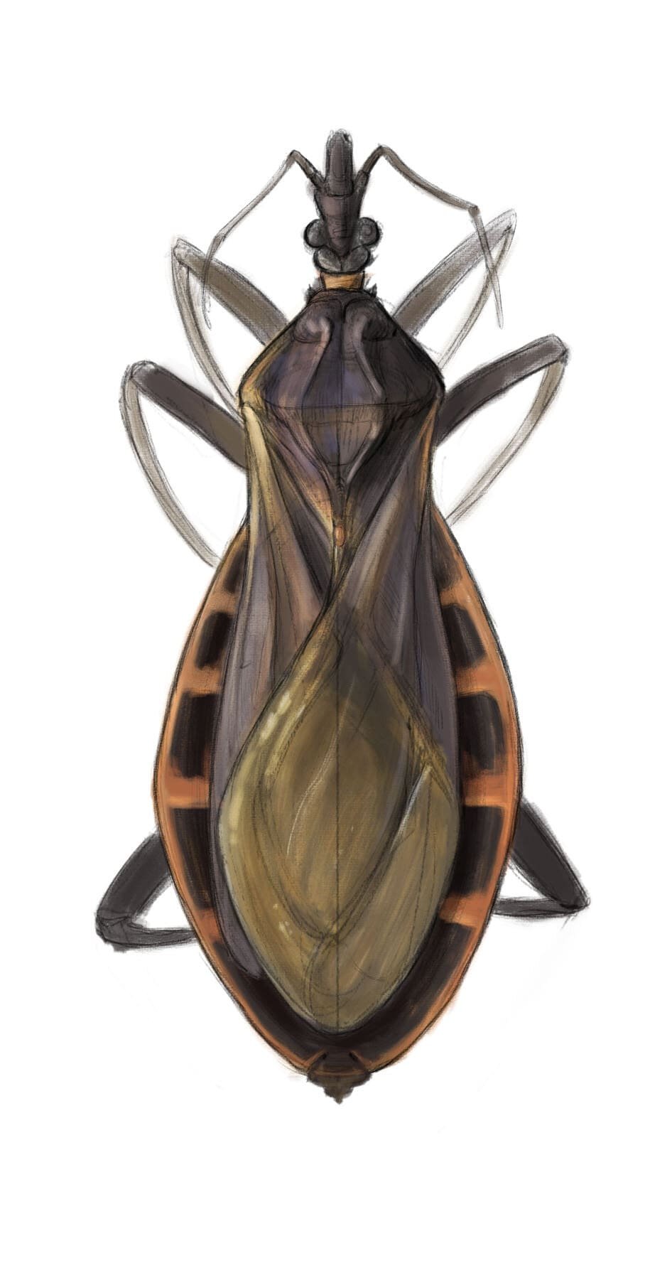 bug-min.jpg