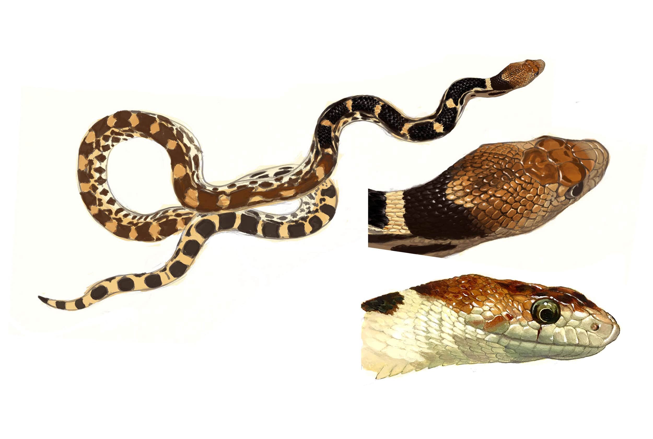 gopher+snake-min.jpg