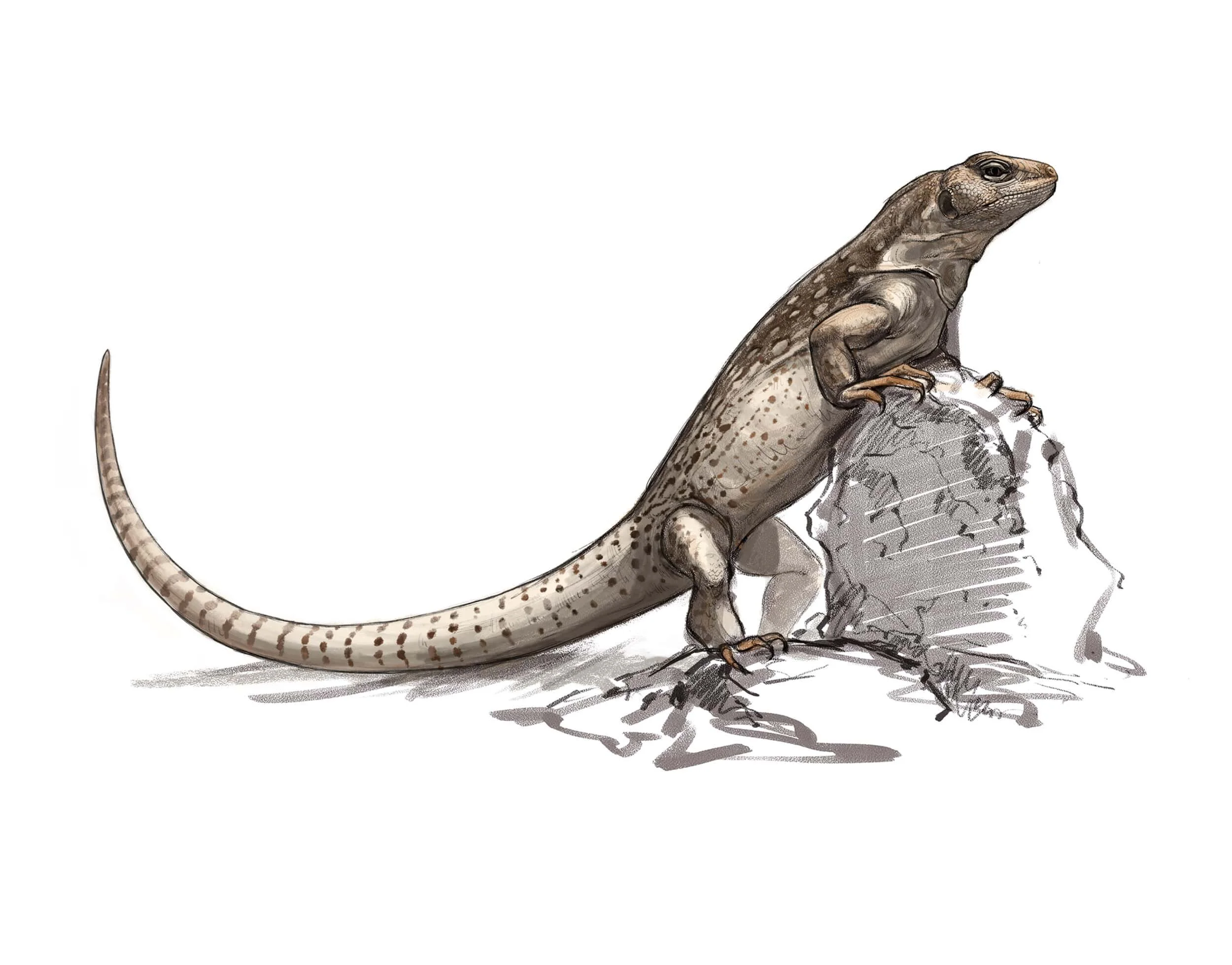 baja+iguanaanoback-min.jpg