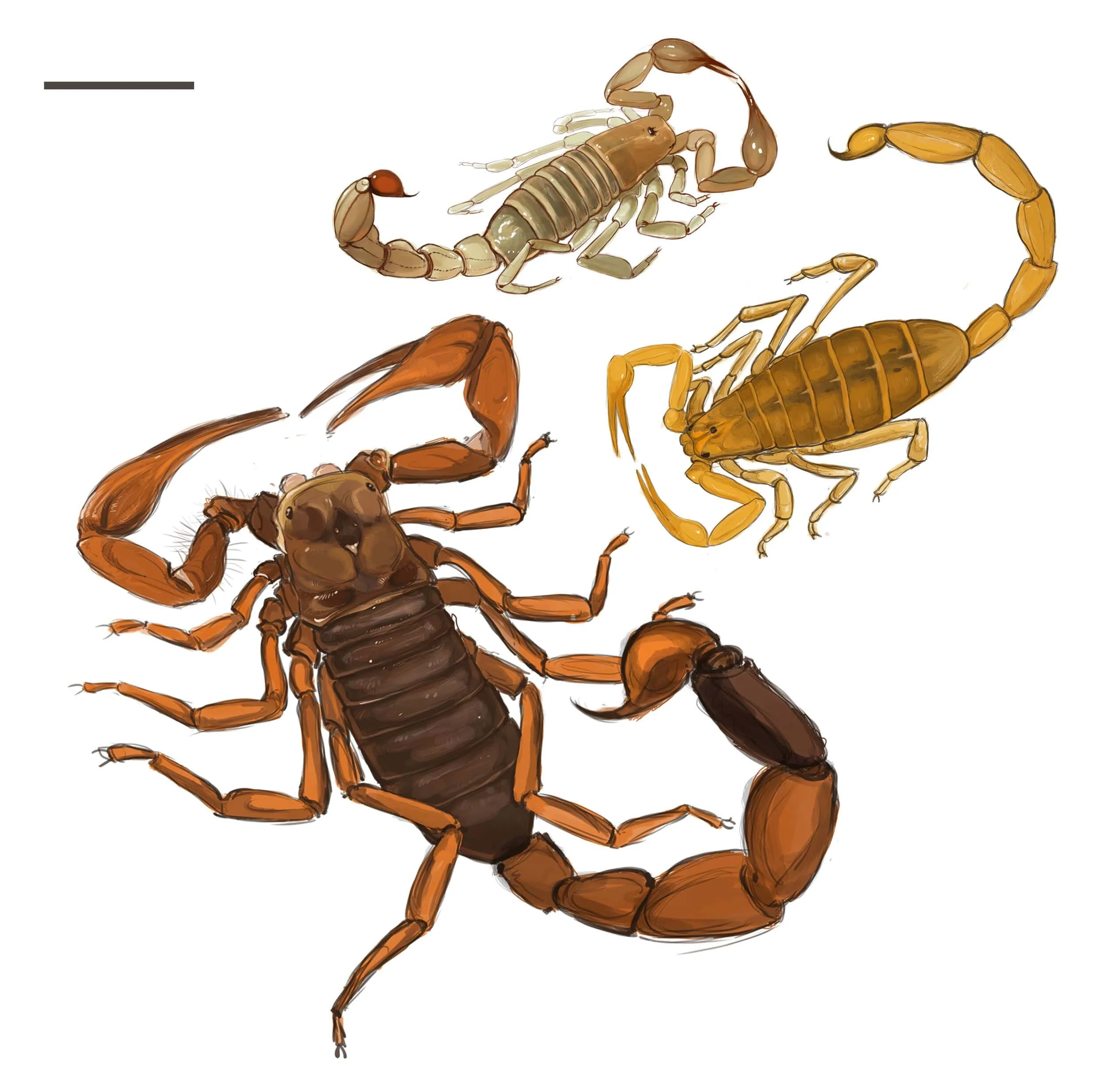 scorpions-min.jpg