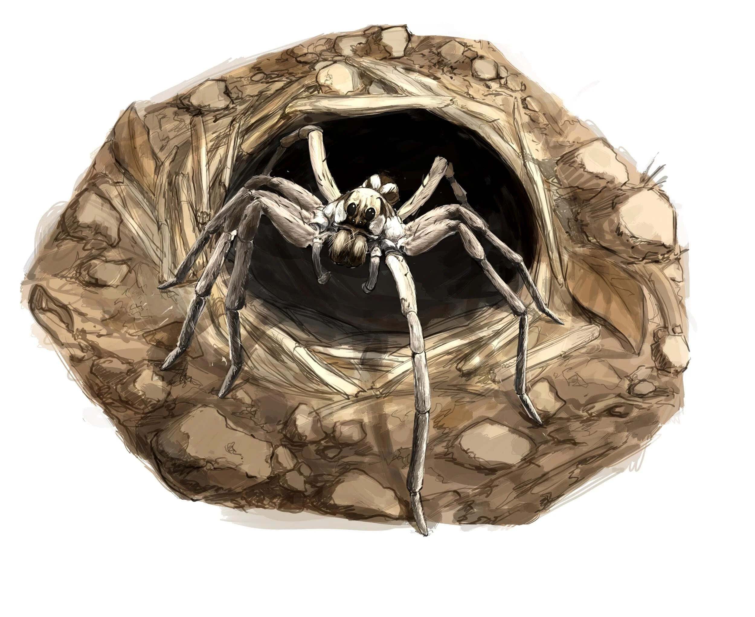 wolfspiderburrow-min.jpg