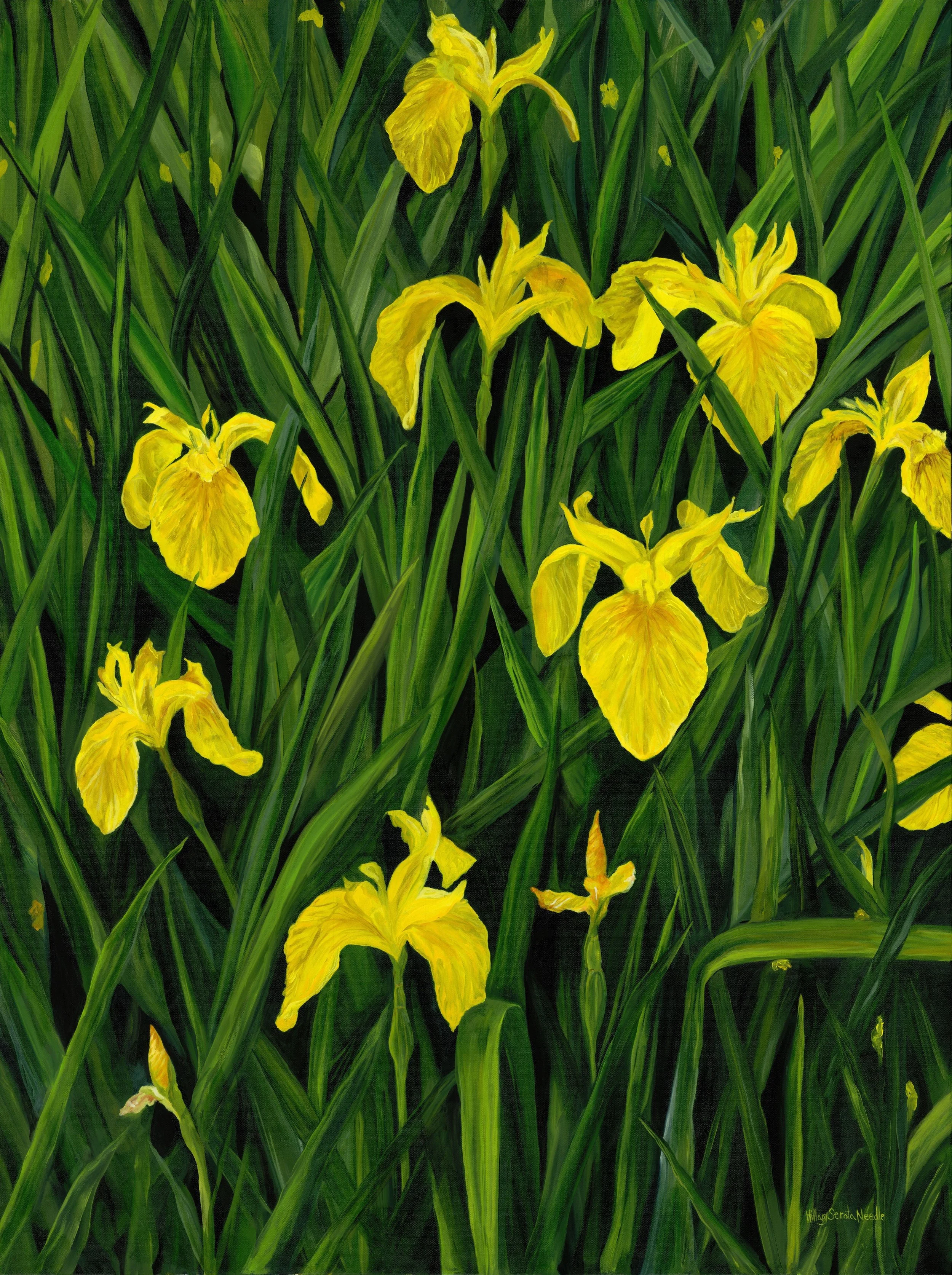 Yellow Irises, 40x30, oil on canvas