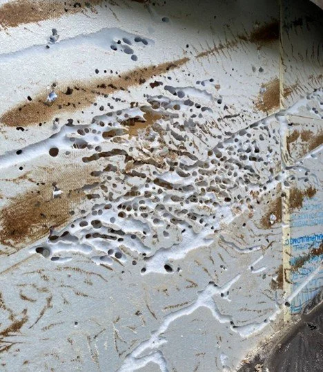 Uh-oh... A Carpenter Ant Infestation!