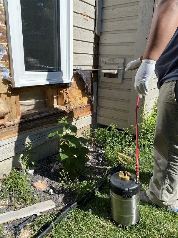 Carpenter Ant Remediation 1.jpg