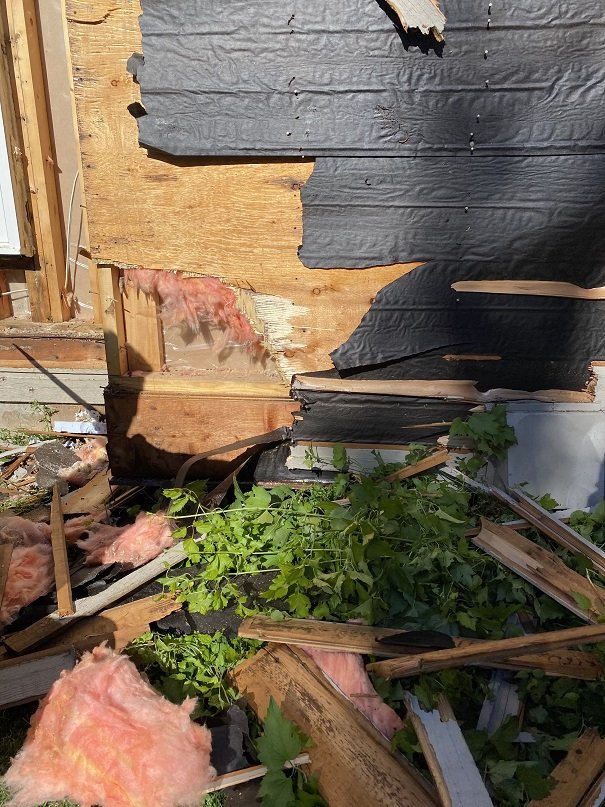 Carpenter Ant Remediation 3.jpg