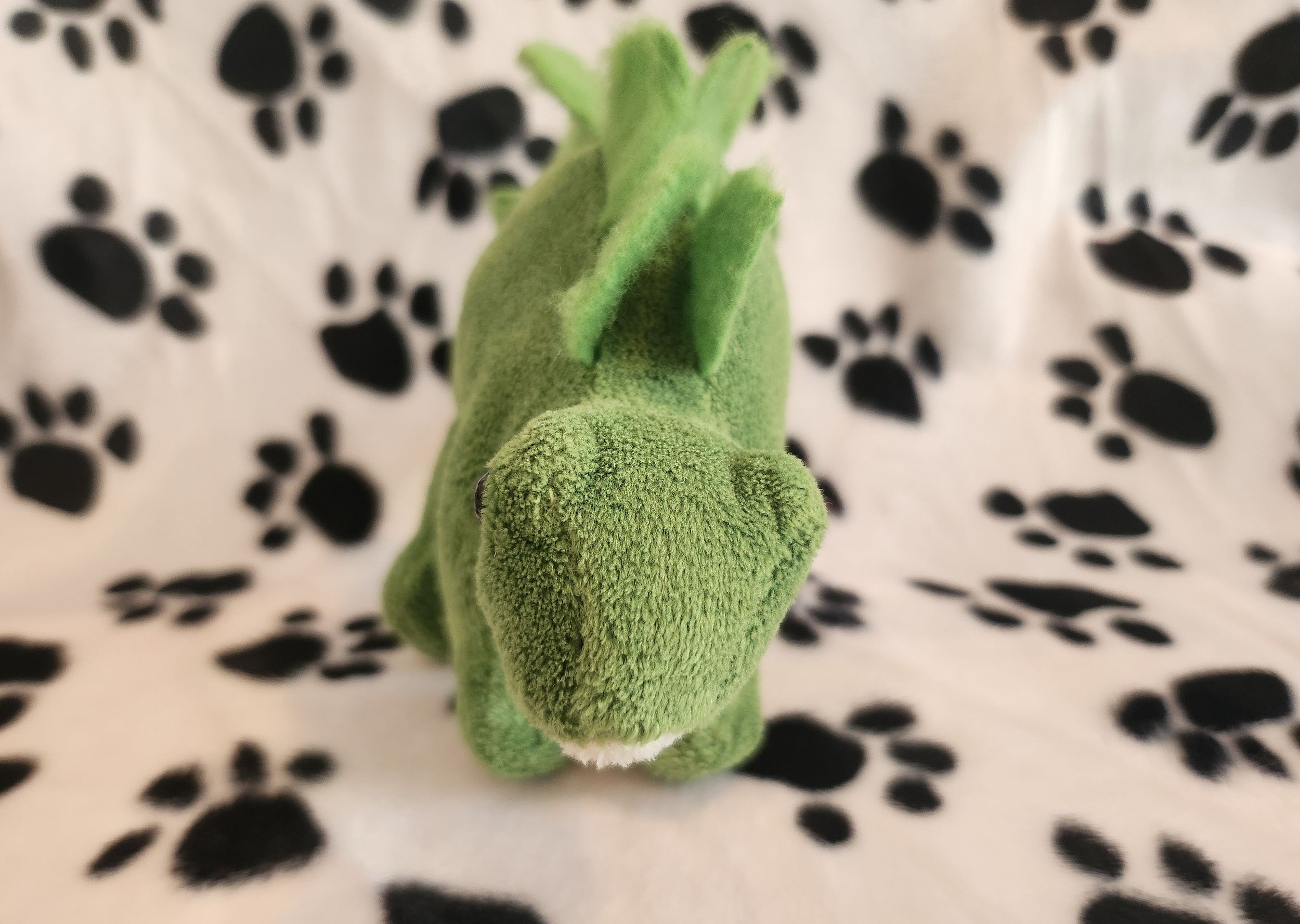 Steggie Front Face.jpg