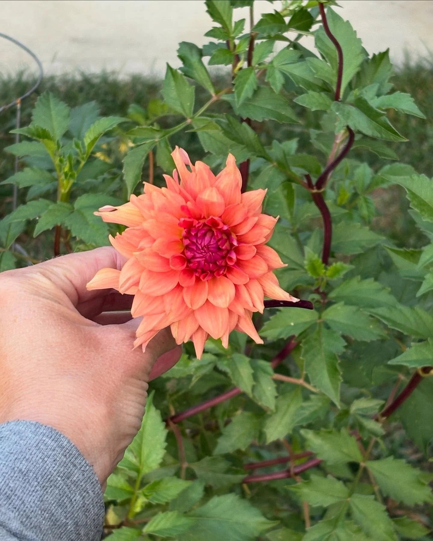 Grew my very first dahlia! She’s a bit wonky (which tracks π) but I love her anyway.
