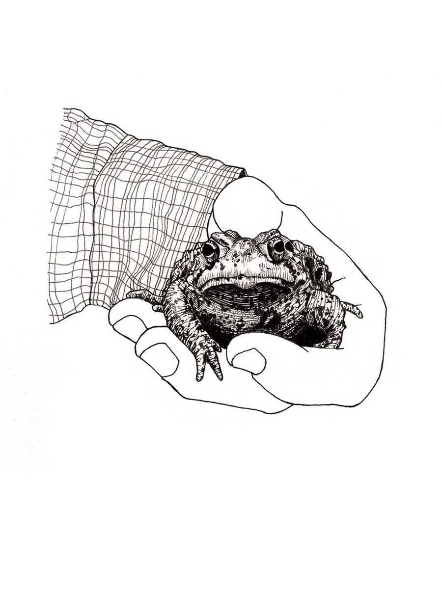 Moby the Toad