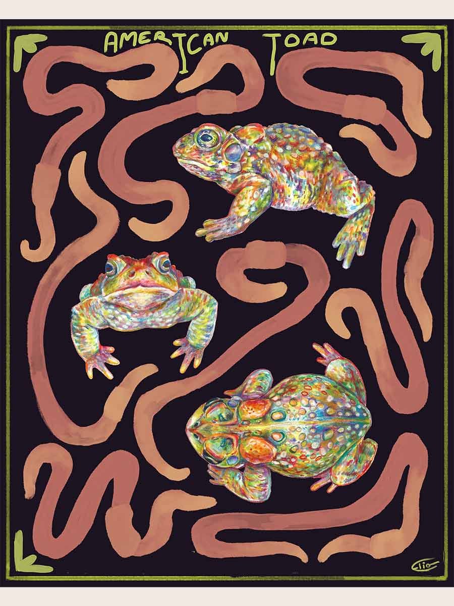AmericanToadSaveforWebsite.jpg