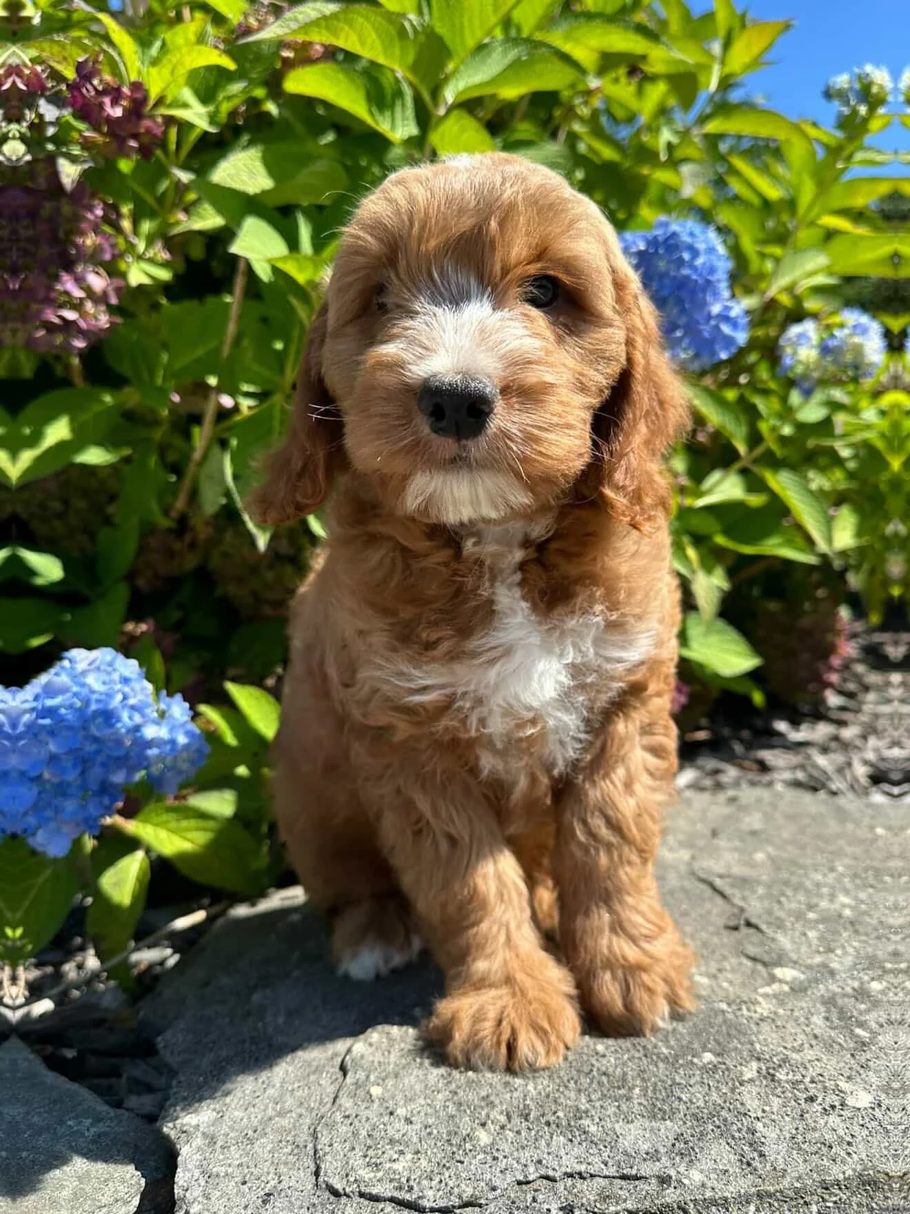 May 3rd Mystic Golden Doodle Puppy Yoga Ticket Delamar Hotel