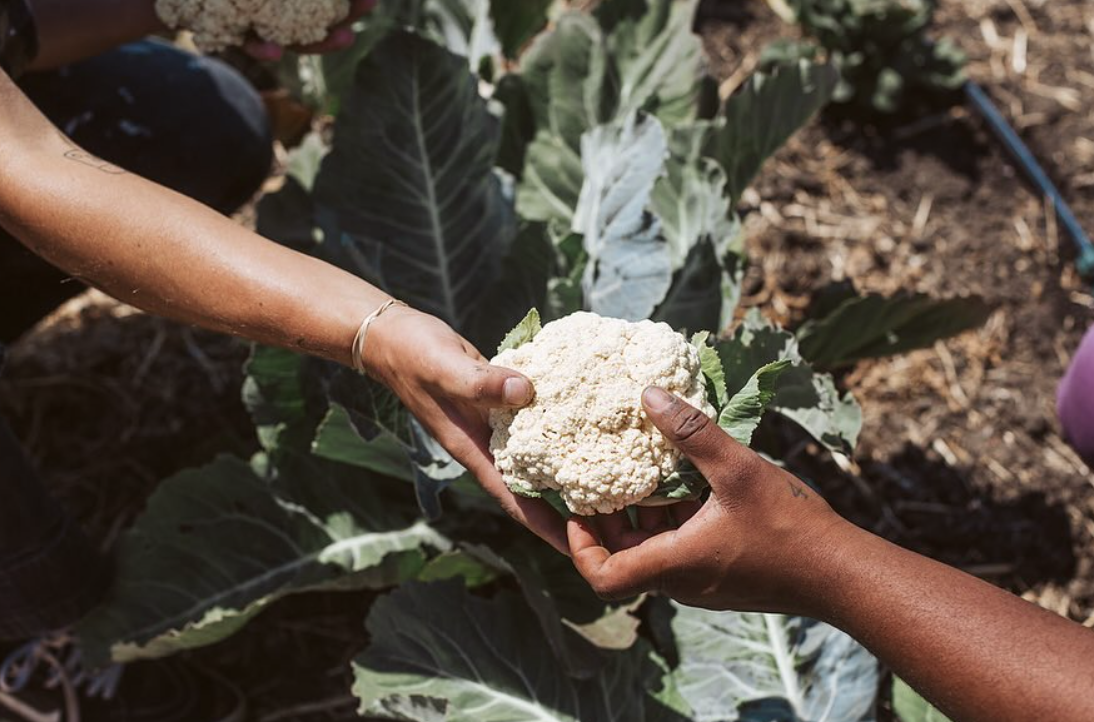 Food Apartheid vs. Food Deserts: Reframing the Conversation