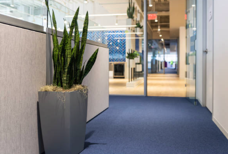 Modern office hallway with blue carpet and a potted snake plant. Roofing and painting in Bucks County