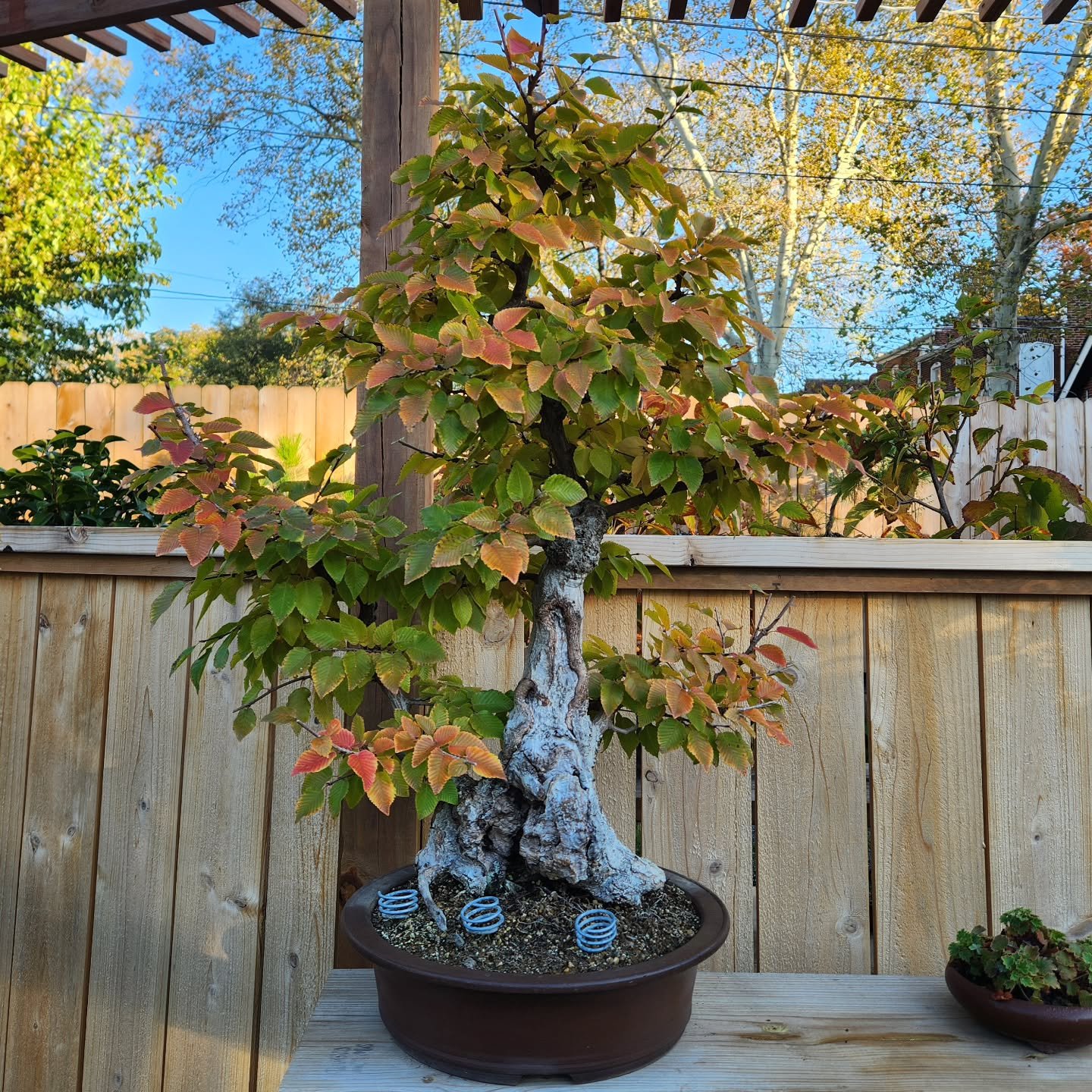 🎃

Korean hornbeam

渋さ園