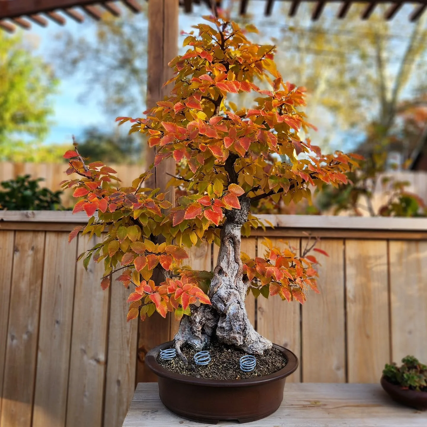 Just 48 hours from the last pic!!

渋さ園

#koreanhornbeambonsai #koreanhornbeam #bonsai #fallcolor