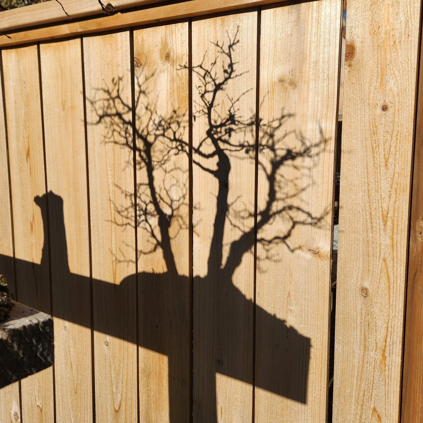 Really enjoy the shadows cast by deciduous going into winter. Downside is it highlights all the issues with your branching 😅

渋さ園

#koreanhornbeambonsai #wintersilhouette #bonsai