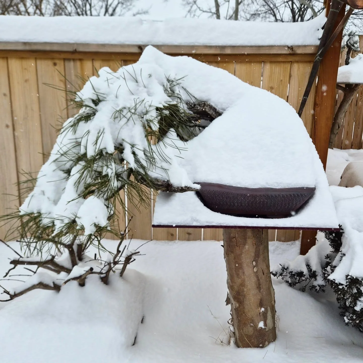 I don't think this Ponderosa Pine has ever felt more at home!

渋さ園

#yamadori #bonsai #collectedtree
