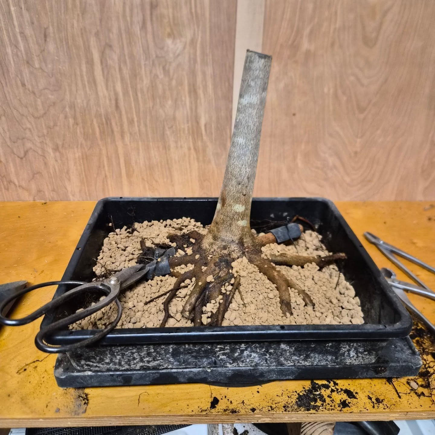 And so it begins... Repotting season is here!

渋さ園

#repotting #bonsai