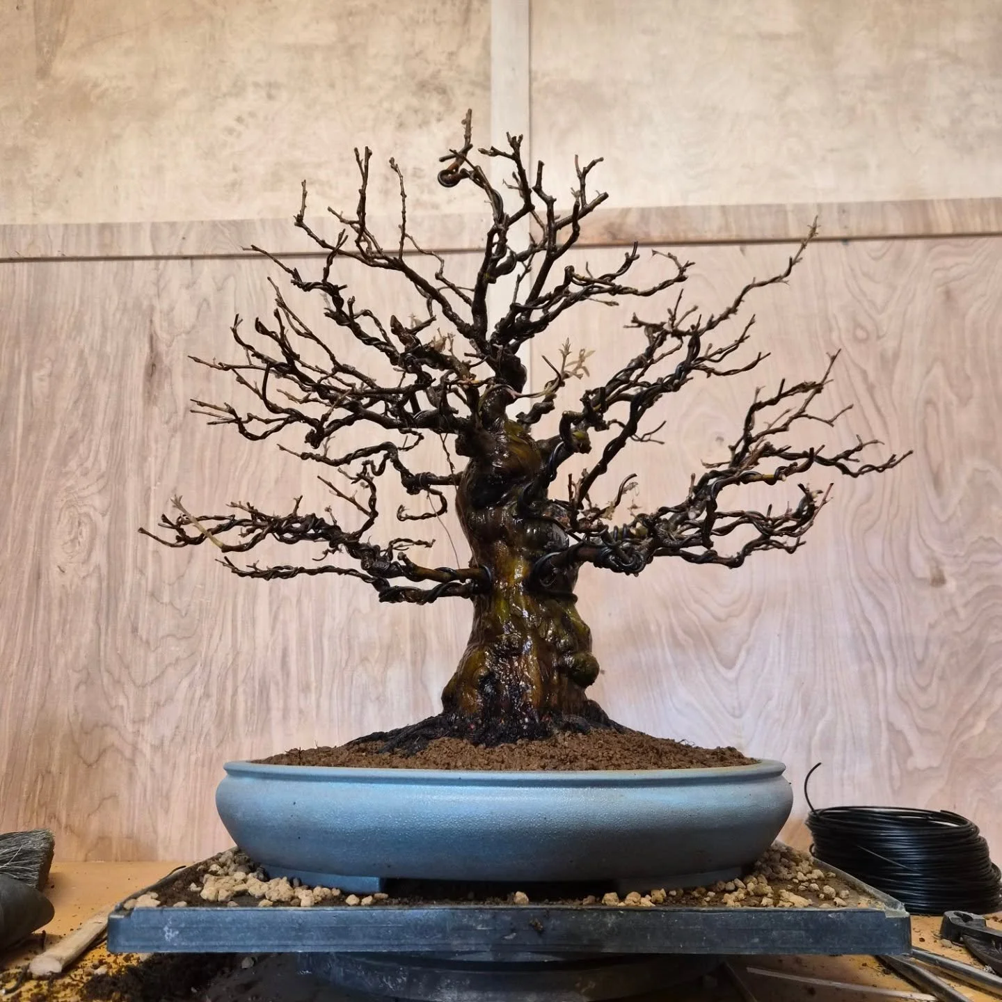 Very excited to get this Chinese Quince into a suitable pot.

渋さ園