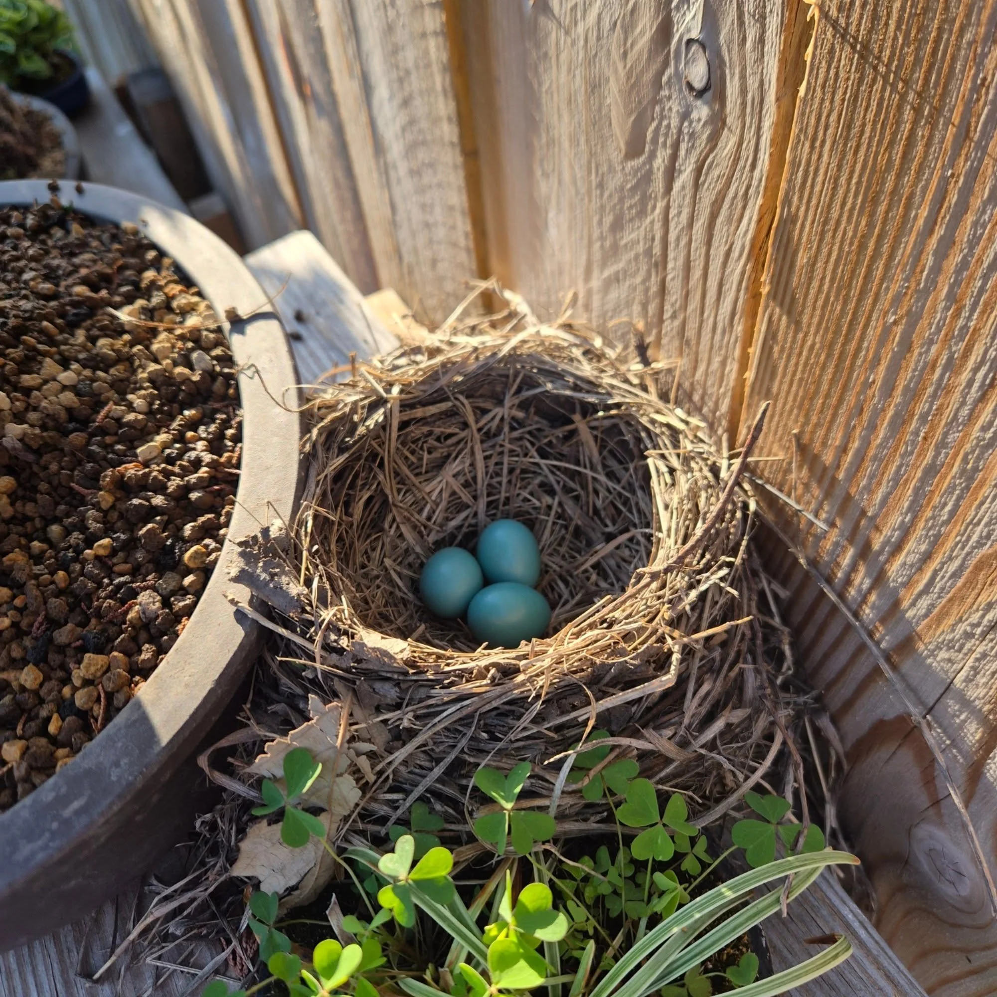 Welcome to our newest residents in the garden! We had our differences while you were trying to nest in the bonsai (and tearing them up in the process), but I'm glad you found a good home..

渋さ園

#bonsai #robin #spring