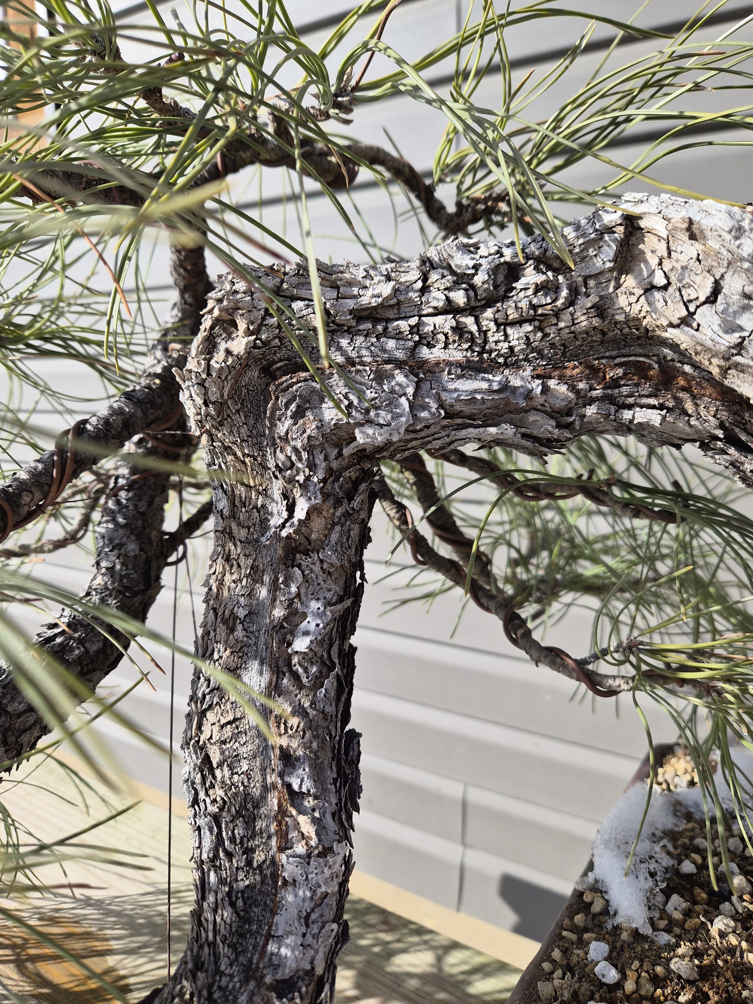 Ancient Yamadori Ponderosa Pine