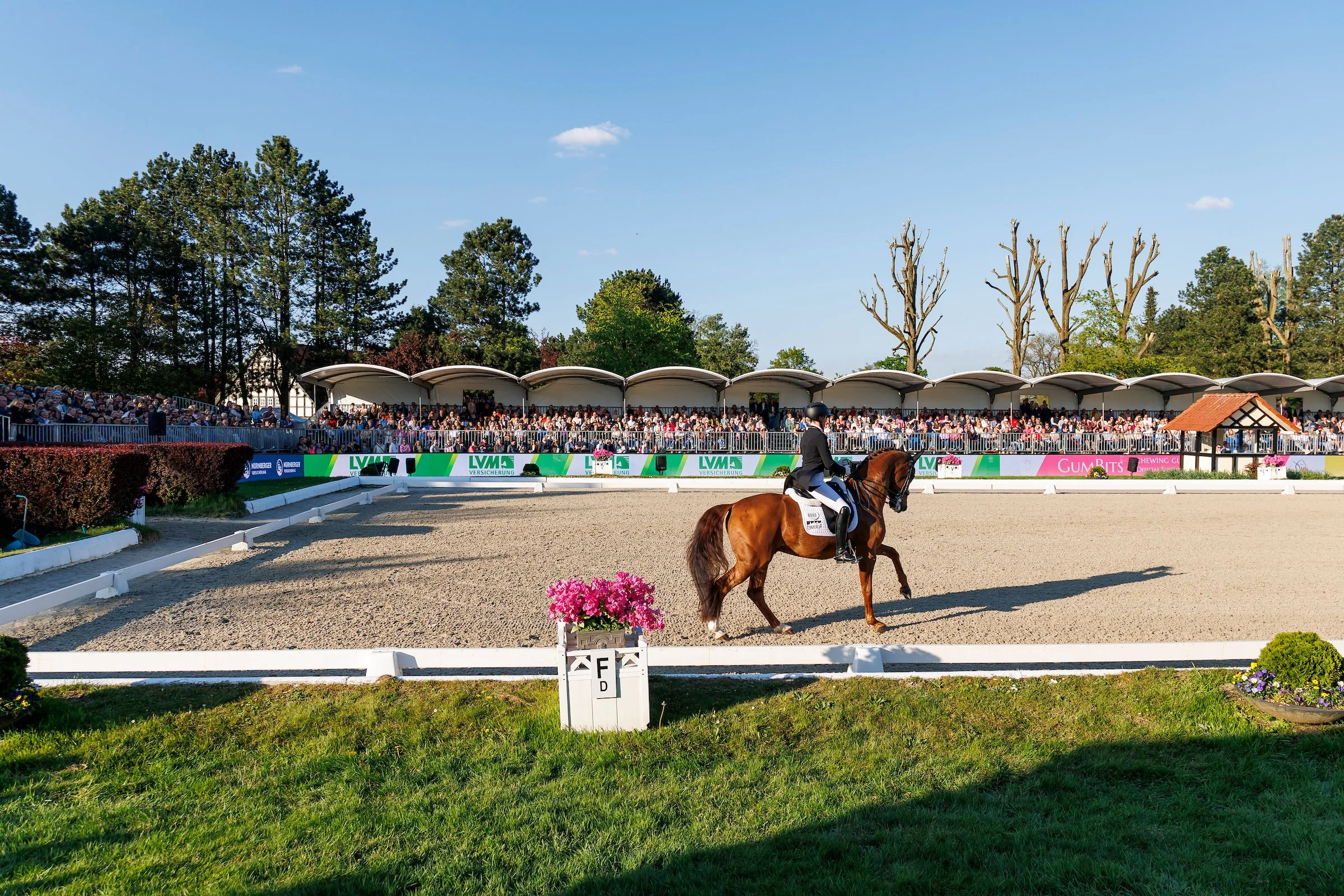 Dressage
