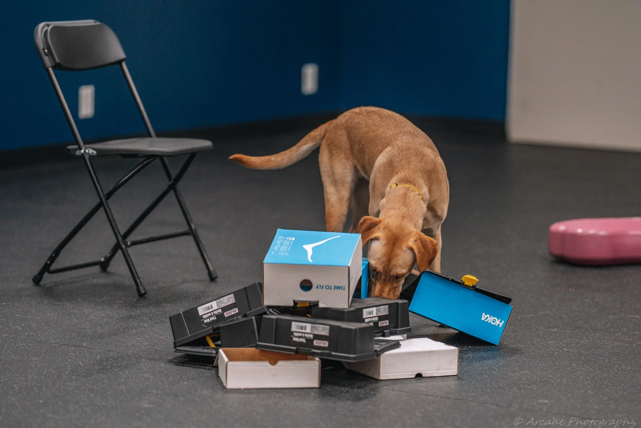 Hidden Benefits of K9 Nose Work® — Clickstart Dog Training Academy