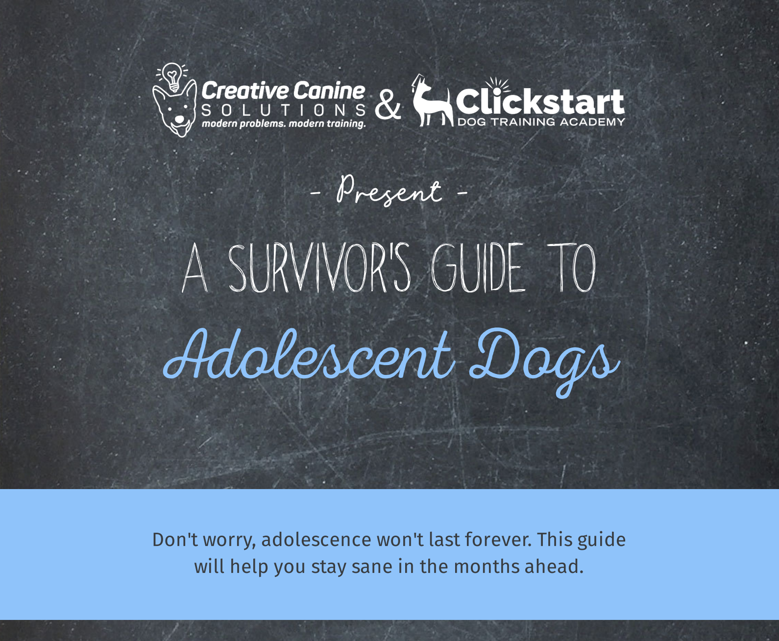 A Survivor's Guide to Adolescent Dogs