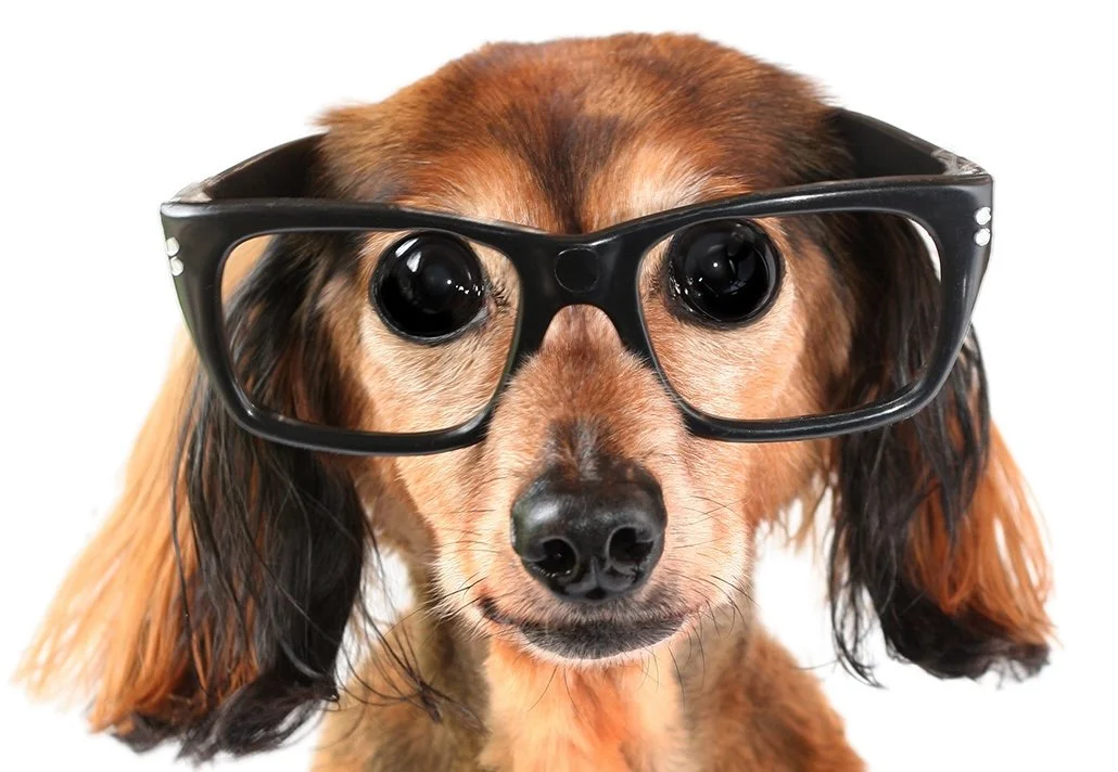 Puzzle Pooch™