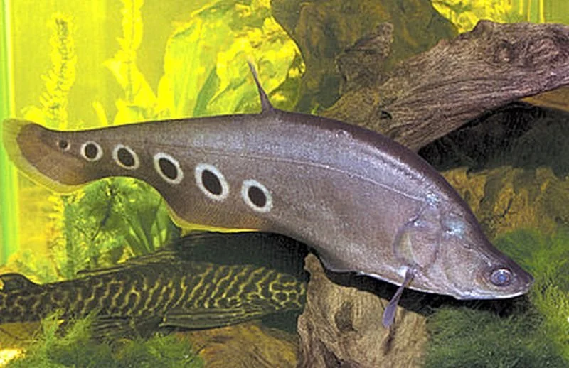 Tropical Fish — Frog Prince Aquatics