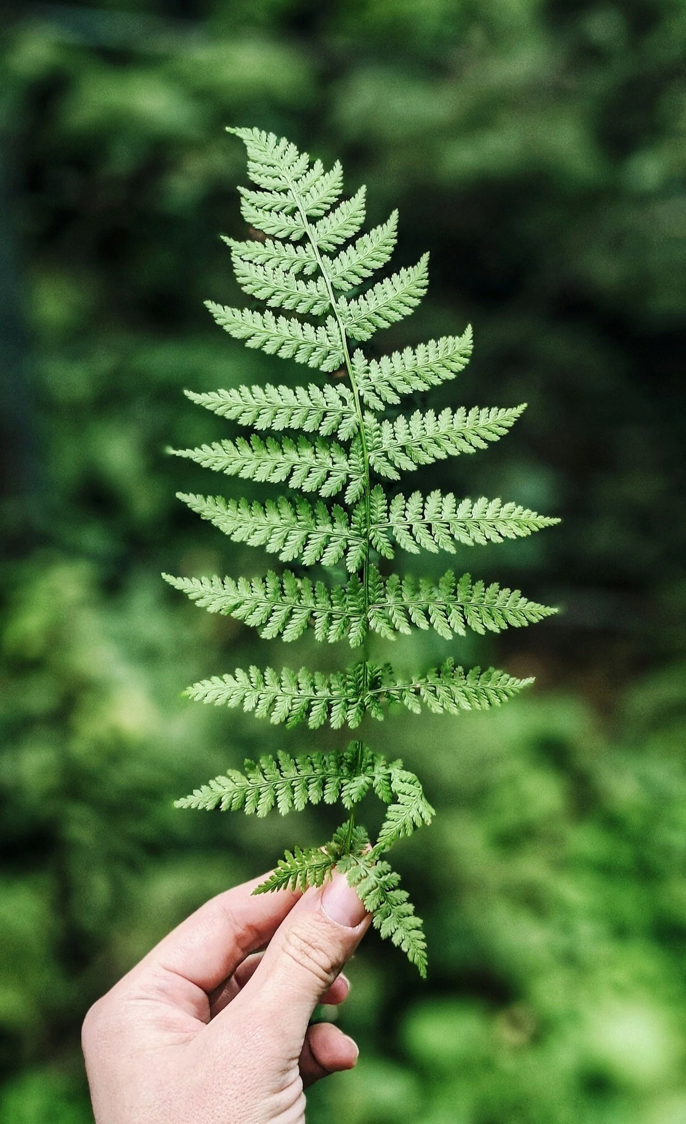 Hand holding a green fern leaf against a blurred natural background.
