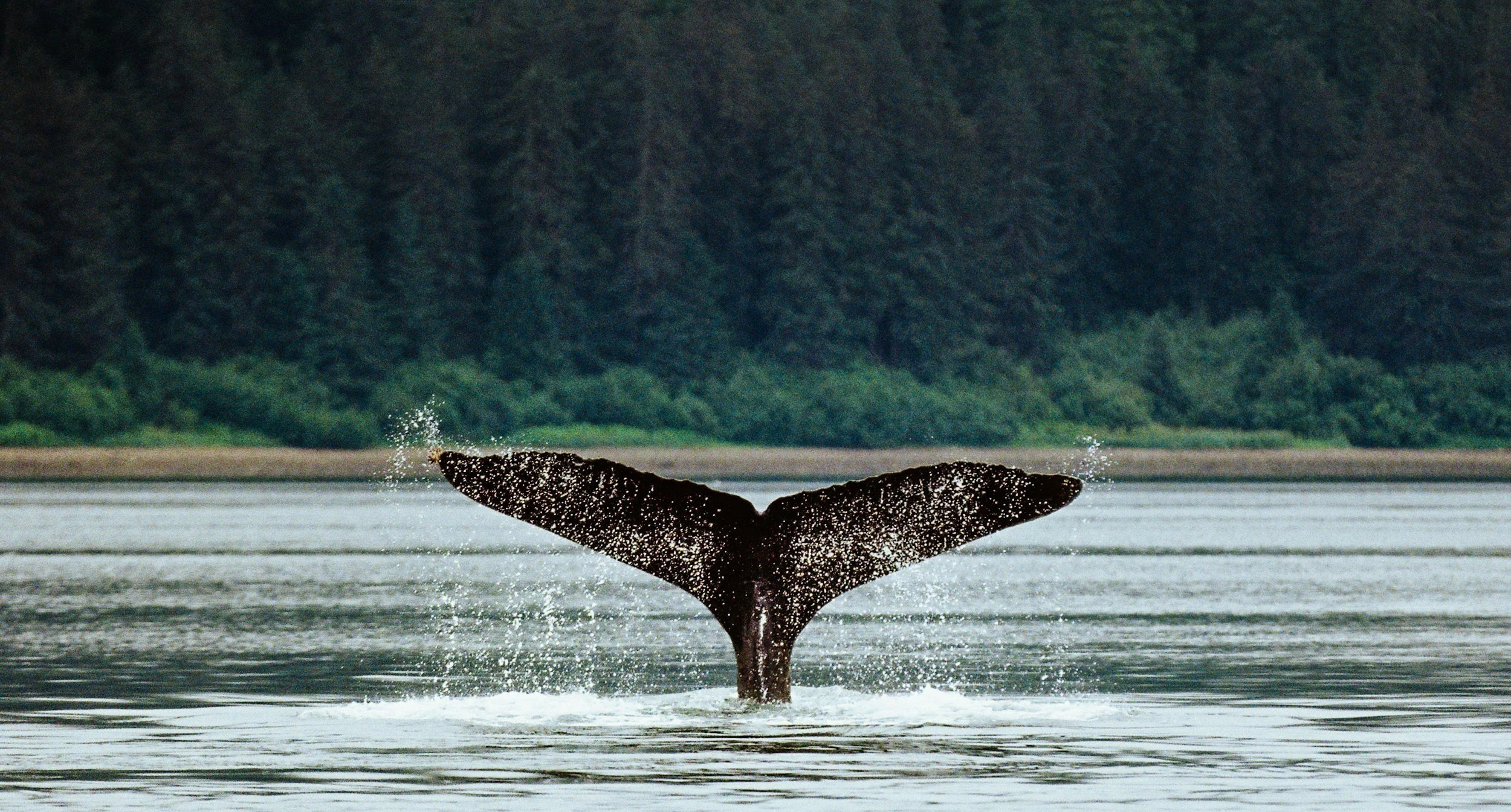 Whale tail emerging from water near forested shoreline