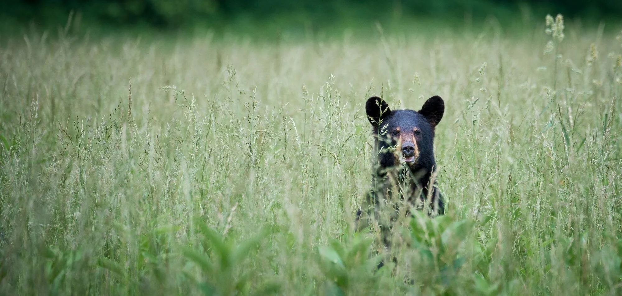 A black bear peeking through tall grass in a field.