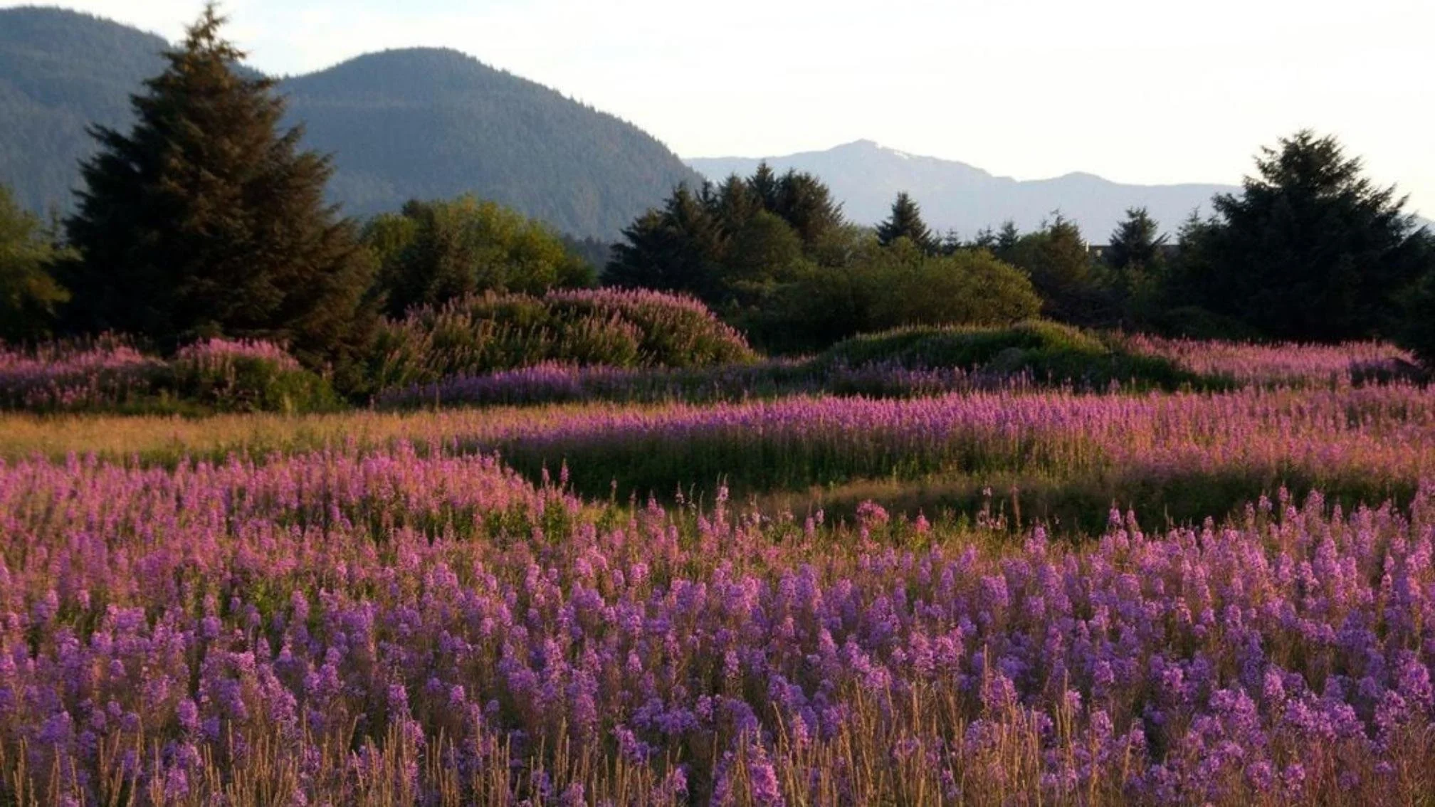 Field of purple wildflowers with mountainous background and evergreen trees.