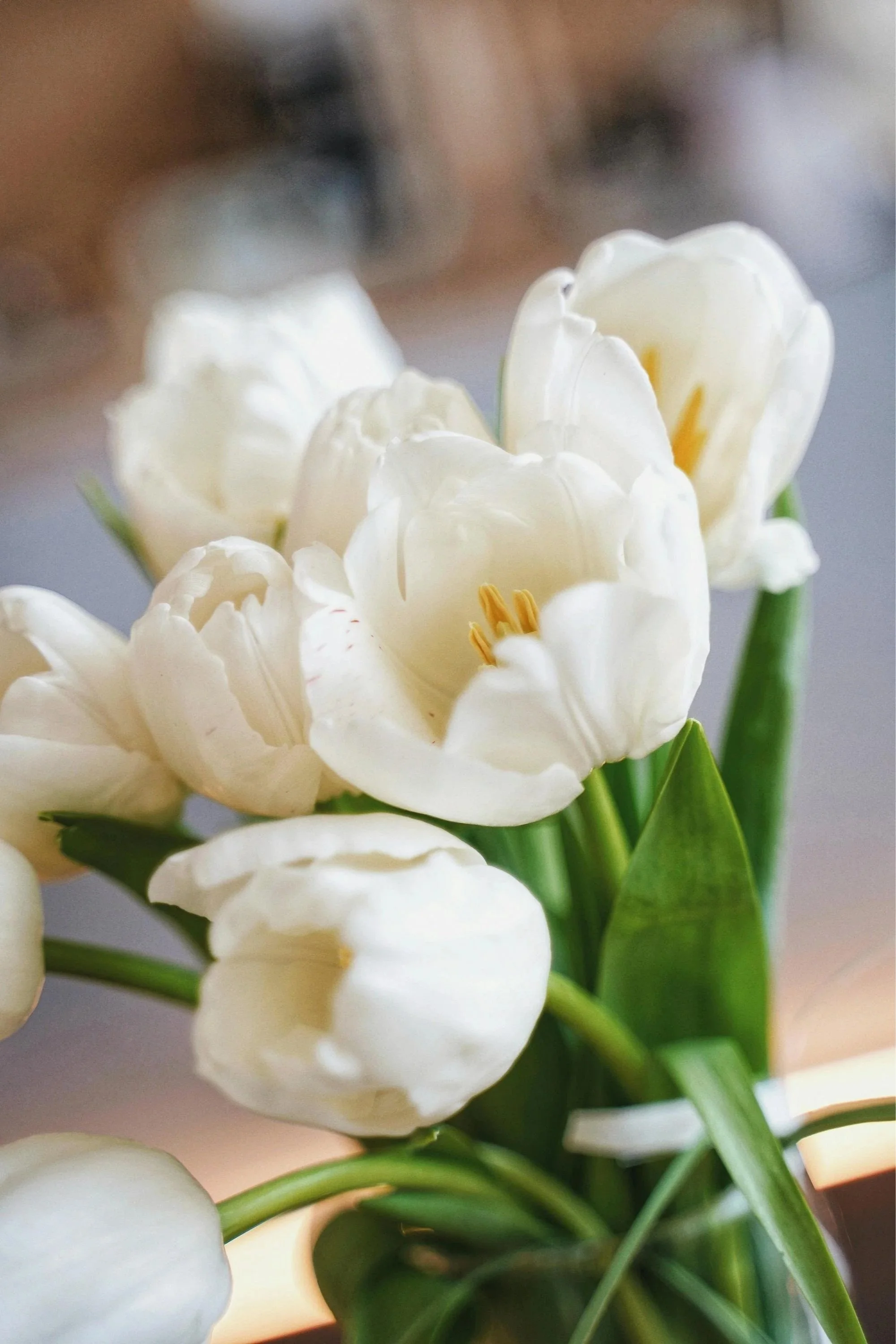 White flowers, representing relaxing images and Relaxation techniques for women undergoing IVF in the Dallas Forth Worth DFW area
