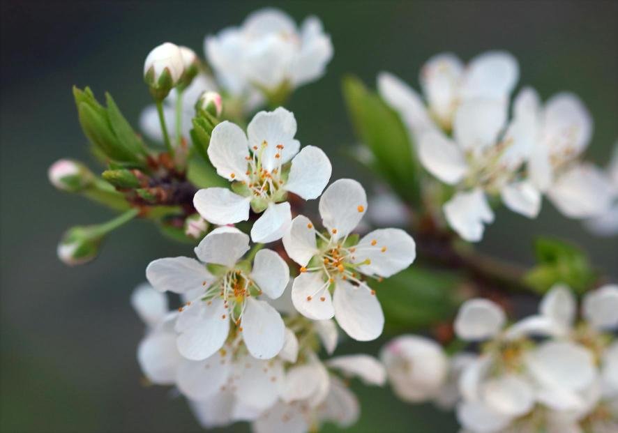 Close-up of blooming flowers reflecting growth and compassion in therapy for women