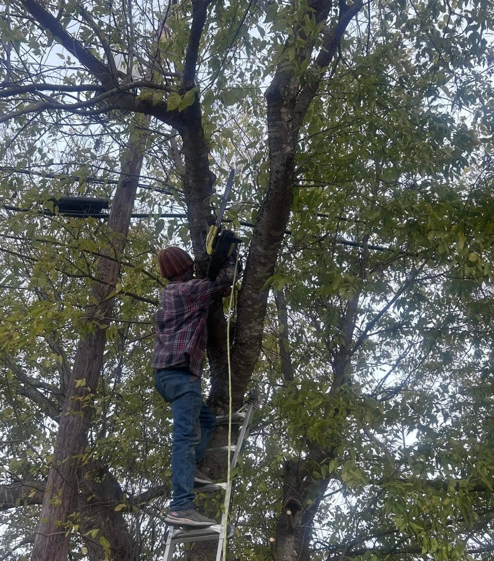 tree trim.jpg