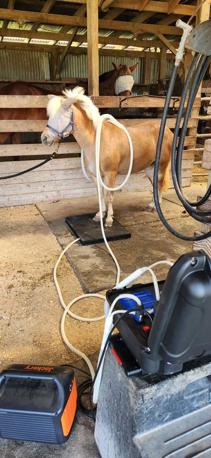 Pony standing in a barn getting a PEMF session on it's back and hooves to help with it's overall health