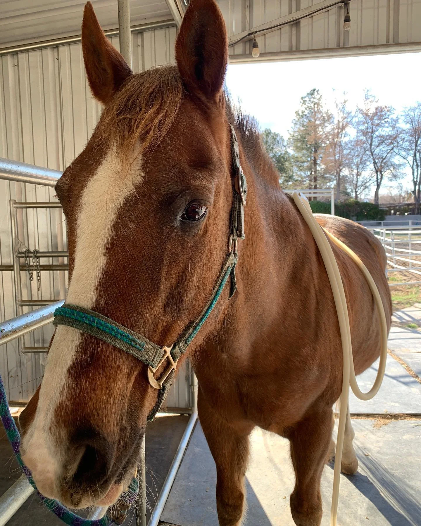 Relaxed chestnut horse standing with a PEMF coil on it's back