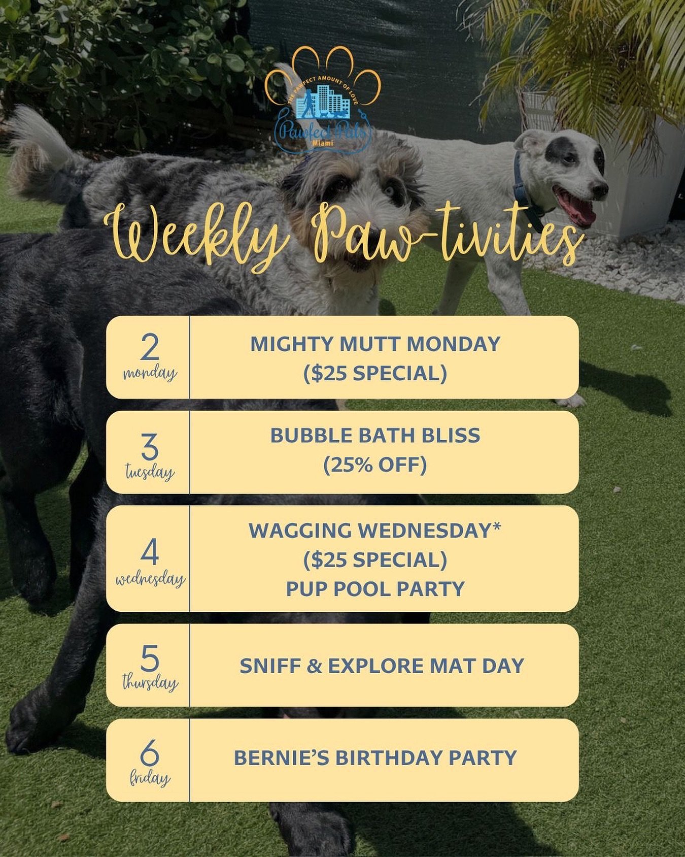 Weekly Paw-tivities are here! 🐾 Let your fur baby join the fun with games, social time, and lots of tail wags! 
Don&rsquo;t miss out &mdash; spots are filling fast!
📩 DM us or click the link in bio to book your pup&rsquo;s place today!

#miamipetsi