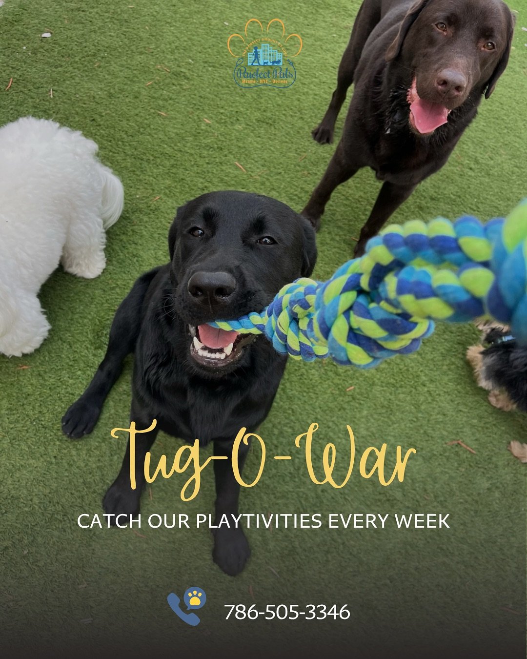 👀 Just a glimpse of Tug of War wars going down at daycare!

And that&rsquo;s only part of the fun&hellip; 🐶💥
Catch the full weekly Paw-tivities schedule &mdash; from fetch fests to treat hunts &mdash; and let your pup join the fun!

📩 DM us to bo