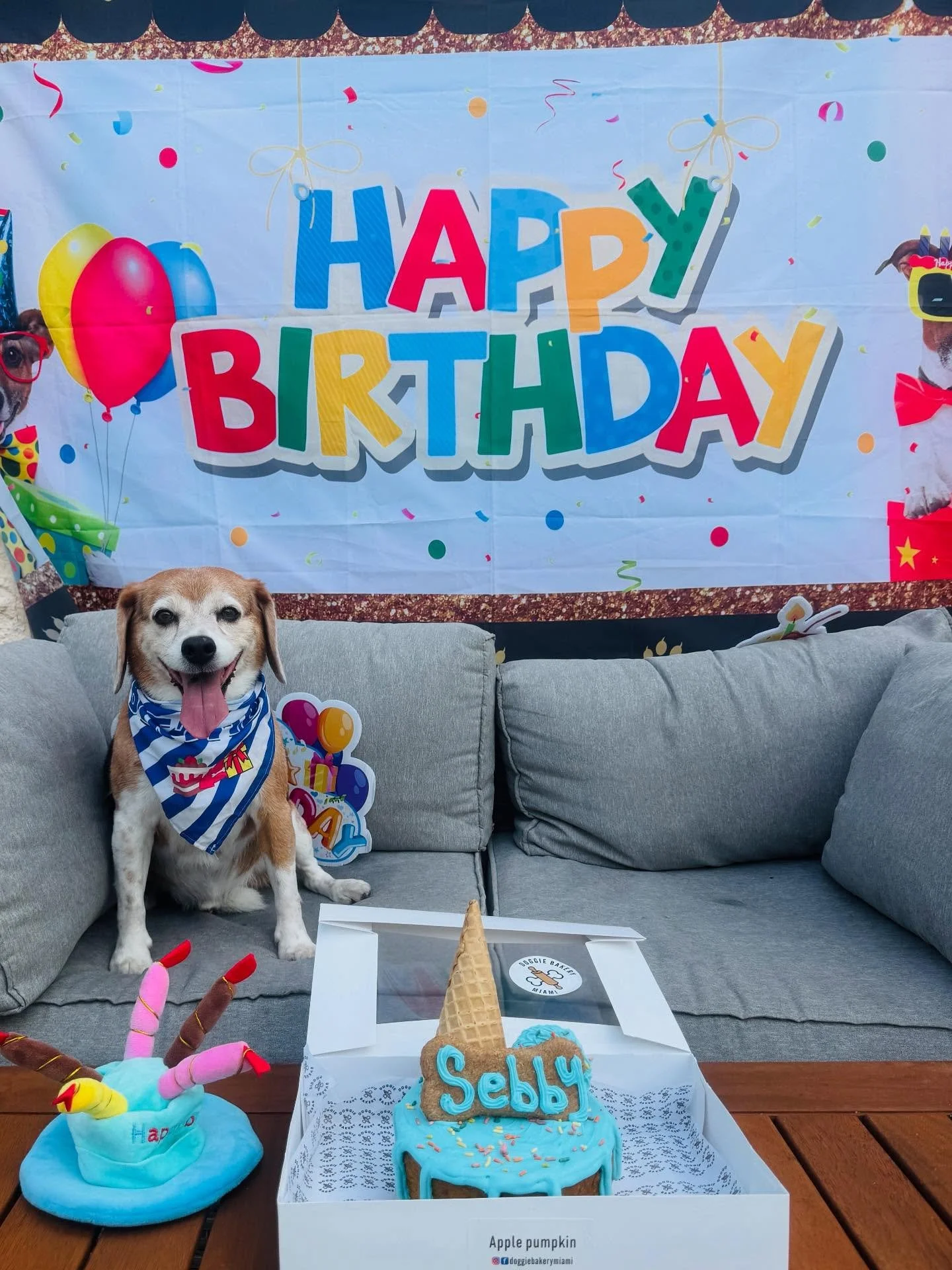 Happy 13th Birthday Sebastian!🎂 Celebrating another year of tail wags and barks! 🎉🐾 #BirthdayPup&bull;
&bull;
&bull;
&bull;
&bull;
#pawfectpalsmiami #pawfectpals #miamidogwalkers #miamipetsitters
#pawfectwalkers #pawfectmiami 
#miamidogwalkers #mi