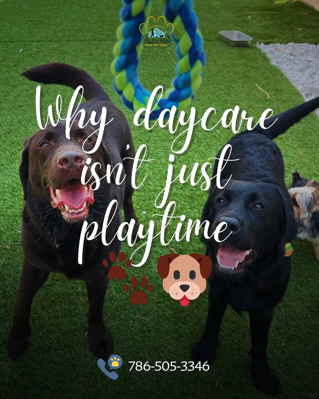 Daycare isn’t just playtime, it’s where your pup learns, grows, and shines 🐶💛
From building confidence to making new besties, every visit helps them feel calmer, happier, and more social (plus, they come home ready for the best nap eve